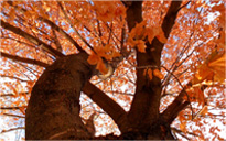 DDOS压力测试网页端